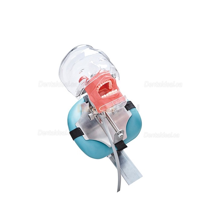 Jingle C6-3 Dental Phantom Manikin Head Compatible with Nissin Kilgore
